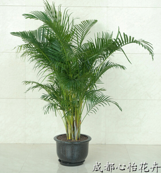 成都室內(nèi)租盆栽品種
