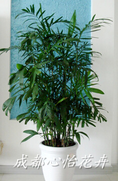 成都室內(nèi)租花品種
