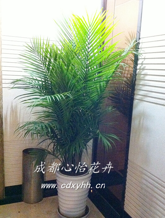 成都室內(nèi)租花卉品種
