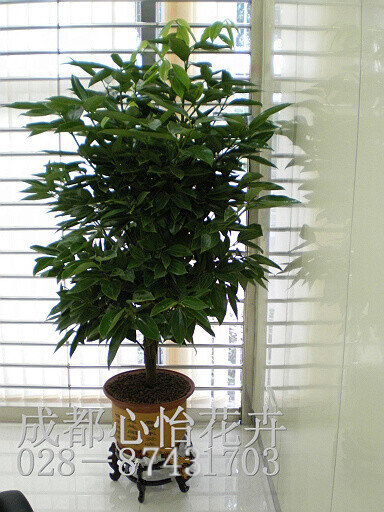 成都辦公室綠植出租品種