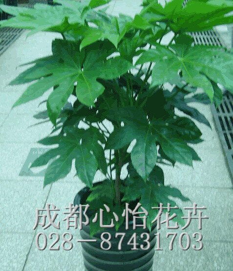 成都辦公室植物租擺品種