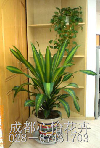成都室內(nèi)租鮮花品種