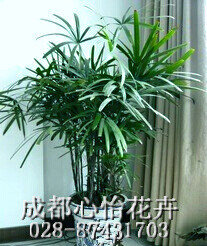 成都室內(nèi)租植物品種