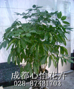 成都室內(nèi)租花品種