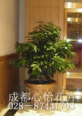 成都室內(nèi)租綠植品種
