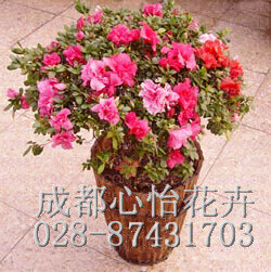 成都辦公室租鮮花品種
