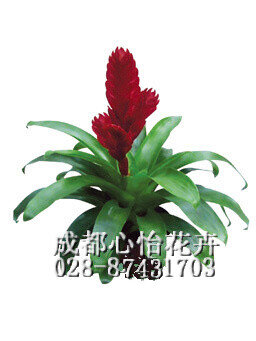 成都辦公室租植物品種
