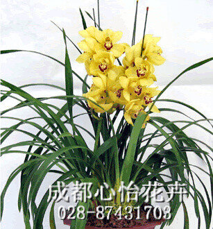 成都辦公室租花卉品種