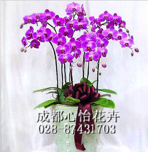 成都辦公室租植物品種