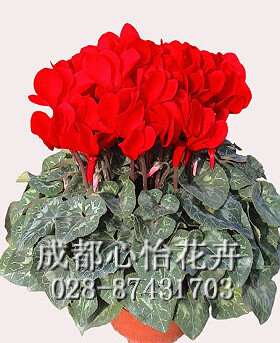 成都辦公室租花品種