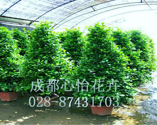 成都植物租賃成品