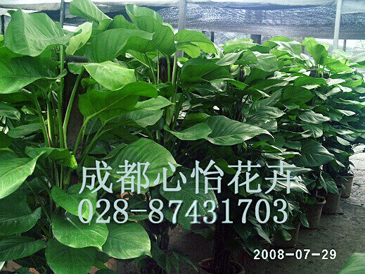 成都寫字樓植物租擺成品