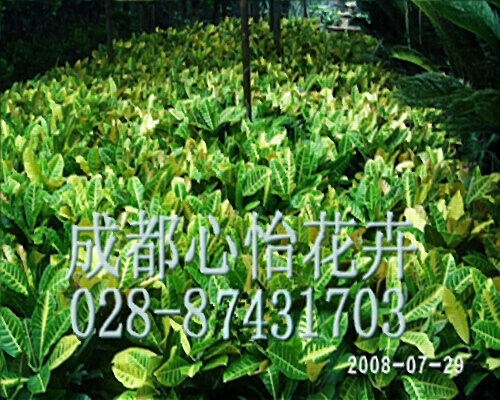 成都花草租賃成品