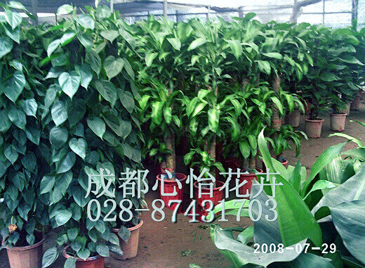 成都盆景租賃成品