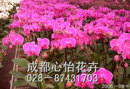 成都花卉租賃成品