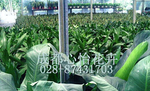 成都綠植租擺成品