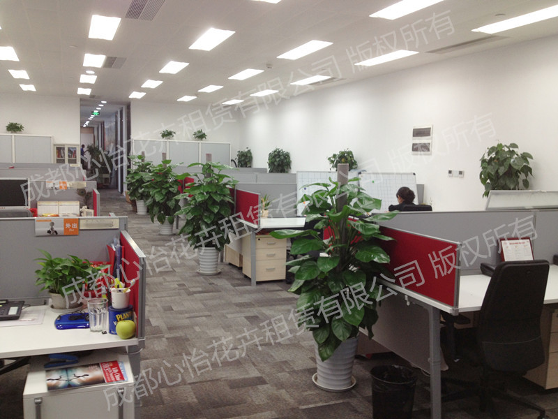 綠植租賃案例