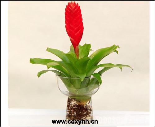 成都租花卉品種
