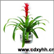 成都租花品種
