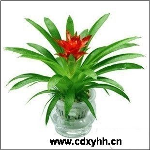 成都租花卉