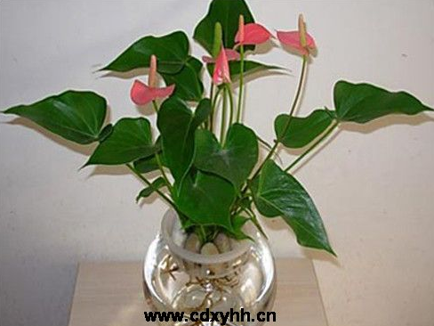 成都租花草品種
