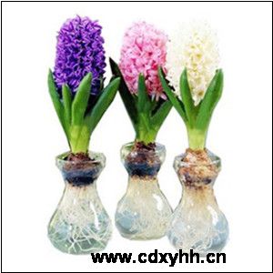 成都租花品種