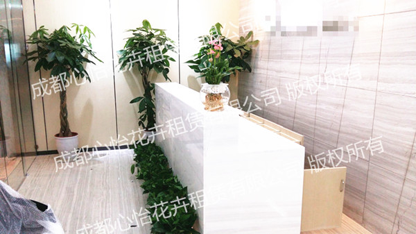 室內植物租擺