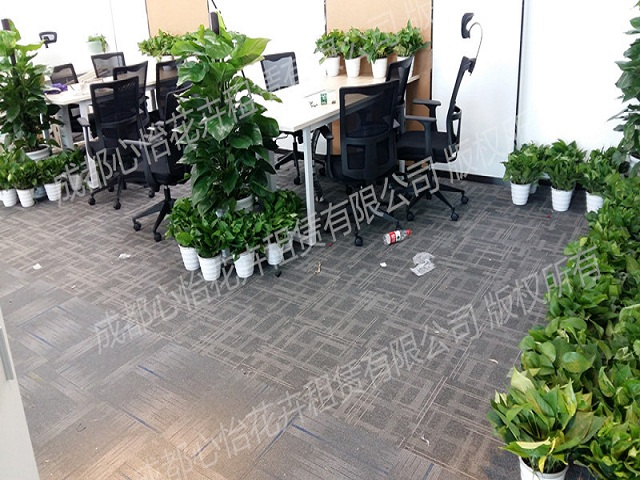 室內綠植出租案例