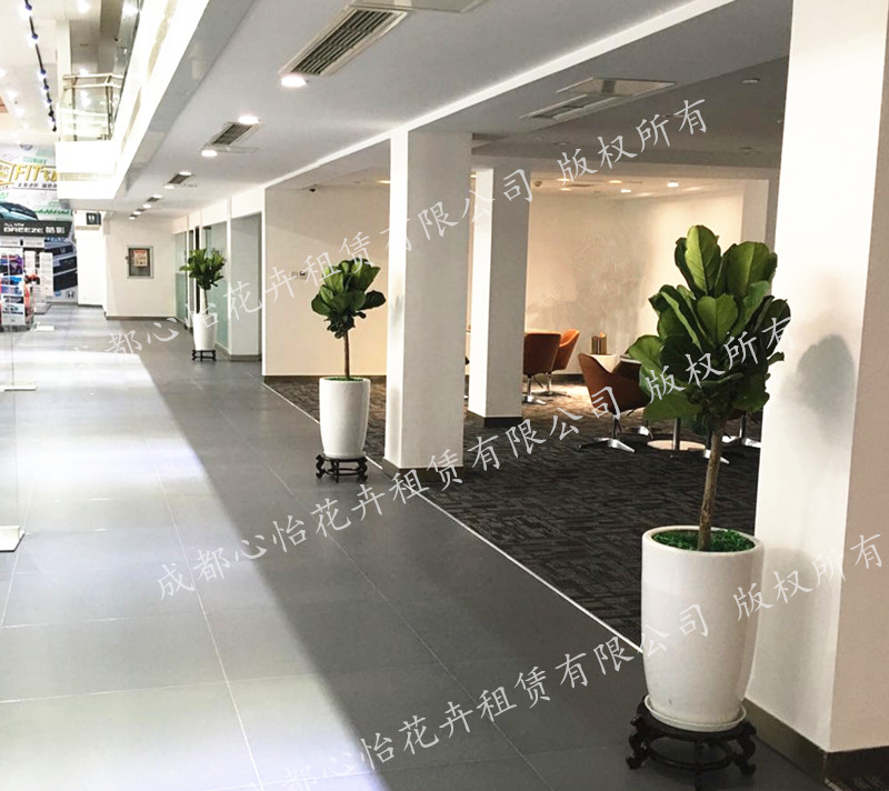 展廳ins風(fēng)植物租賃